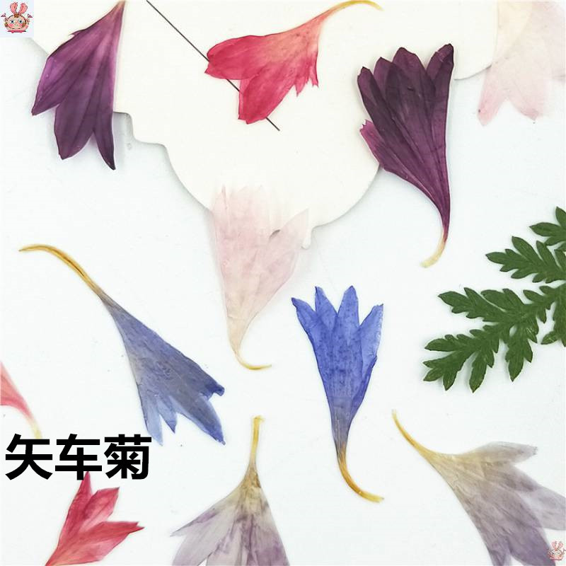 20 Plant Specimens, Cornflower - đánh giá và giá Resin Art Sticker