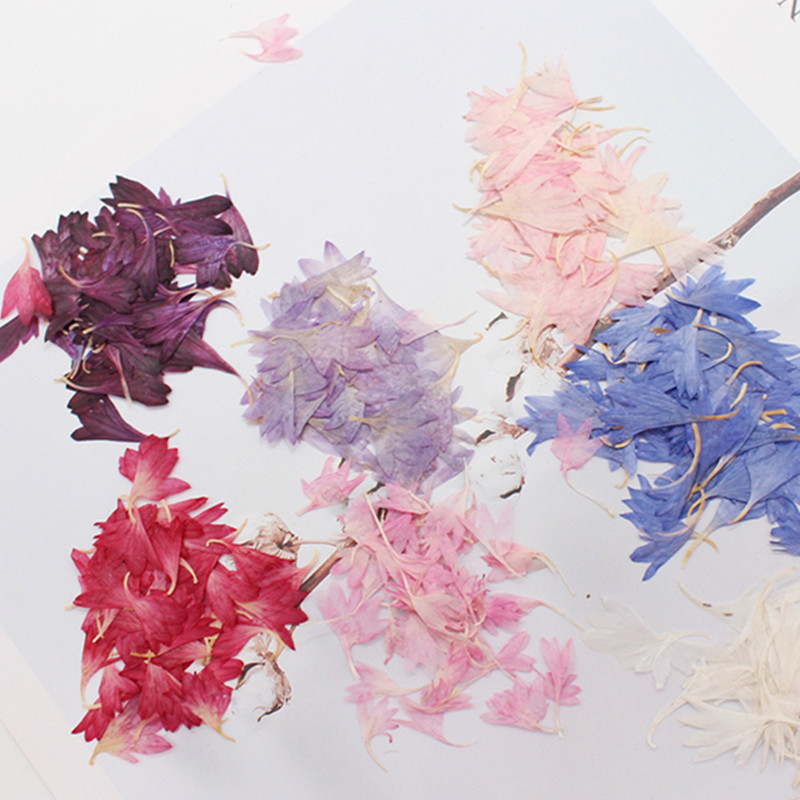 20 Plant Specimens, Cornflower - đánh giá và giá Resin Art Sticker